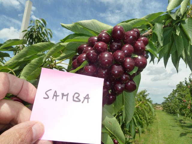 Самба 