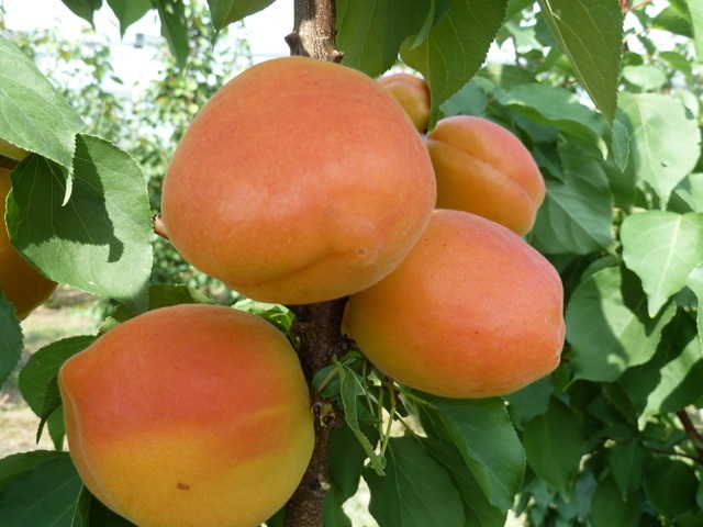 Фаралия