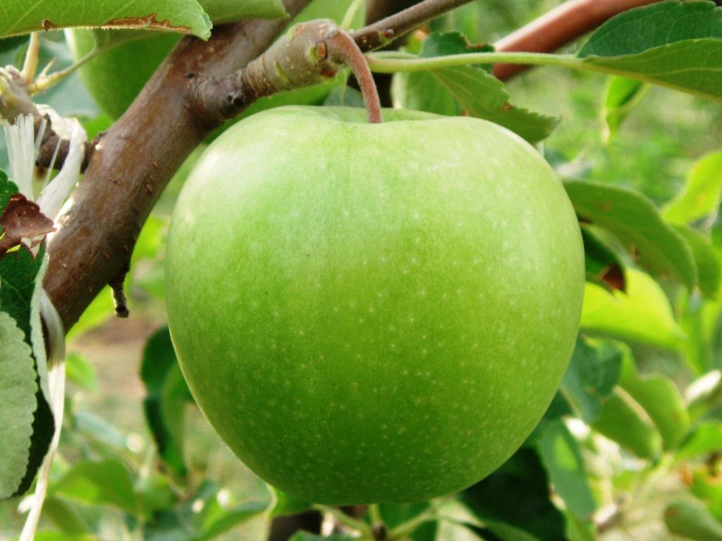 Granny Smith