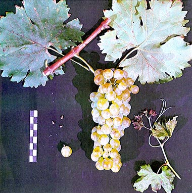 Viorica