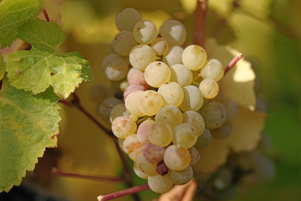Riesling de Rhein
