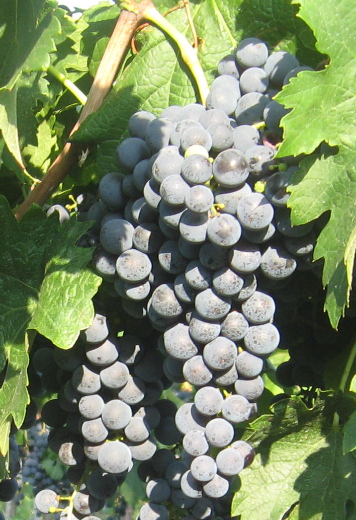 Merlot