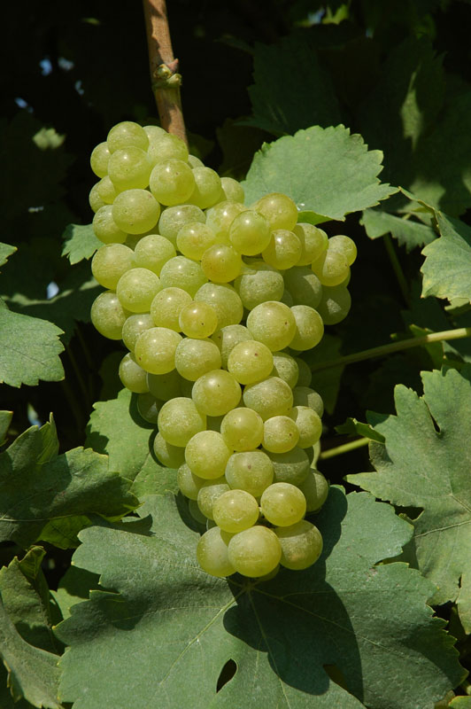 Muscat Ottonel