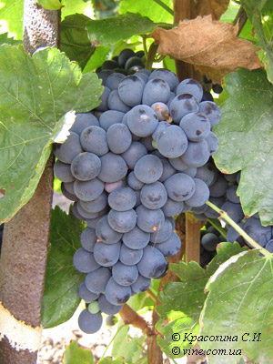 Shiraz