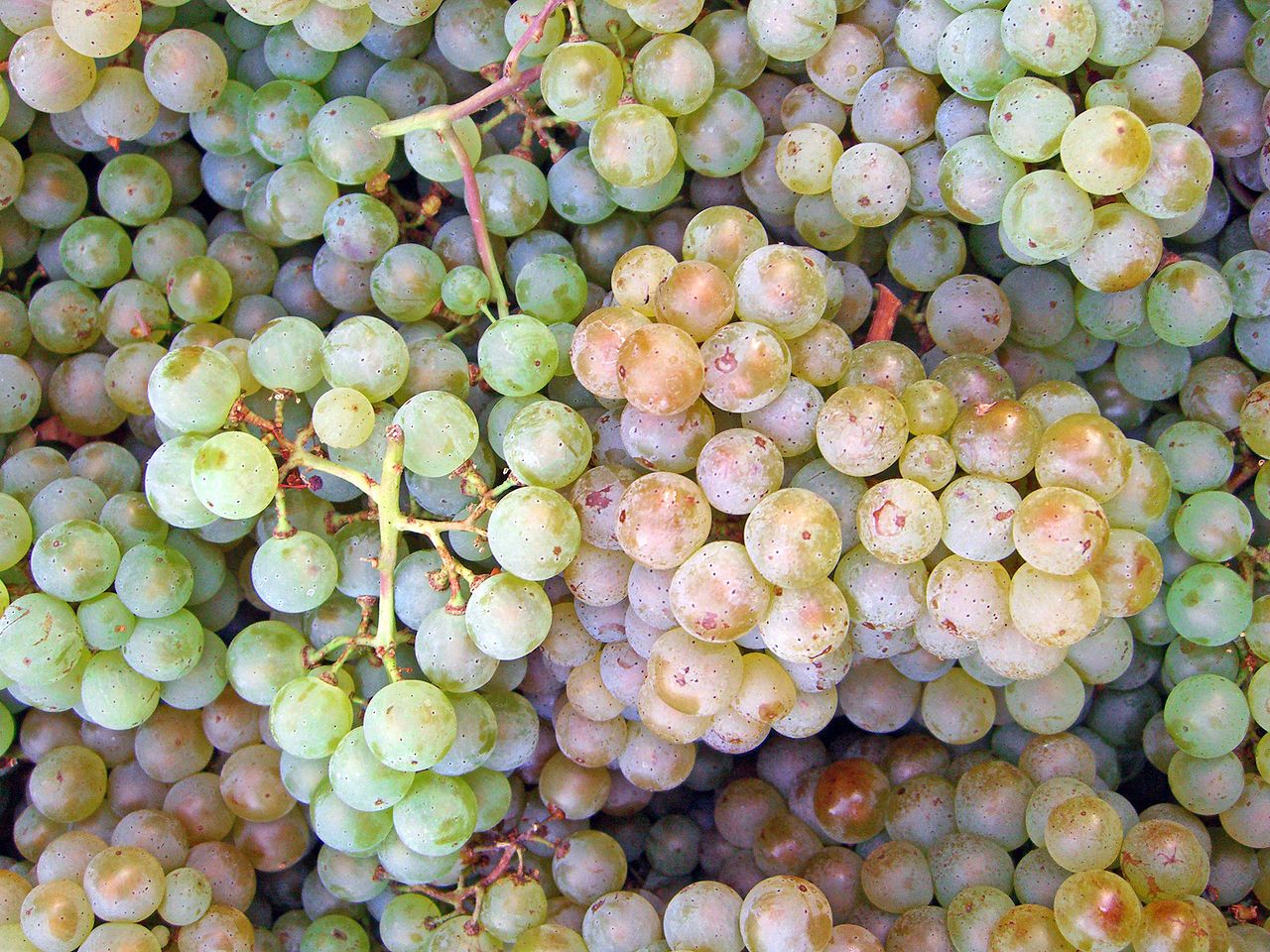 Pinot Blanc