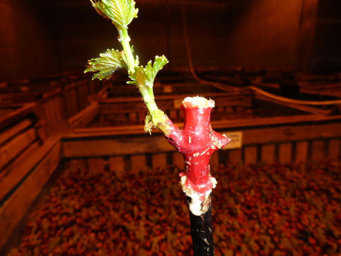 Producerea